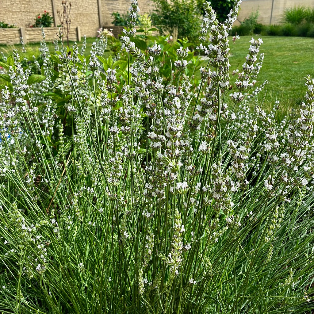 Whitescent 2